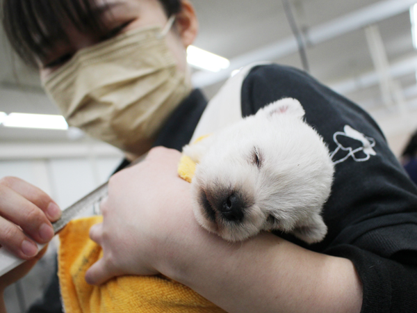 夜間部2年生、子犬のお世話♪